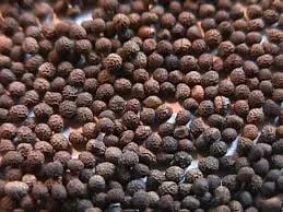 California Poppy Seed