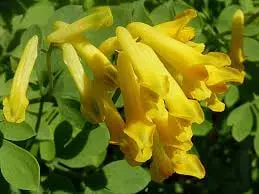 Corydalis Lutea